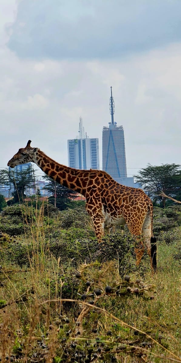 Nairobi National Park