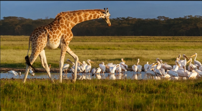 Lake Nakuru National Park