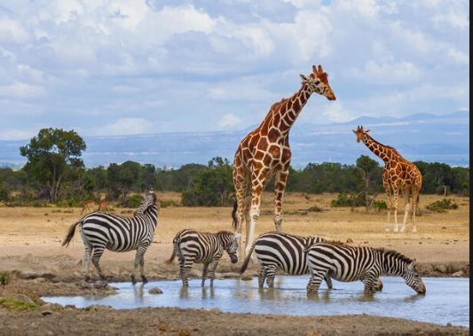 Ol Pajeta Conservancy
