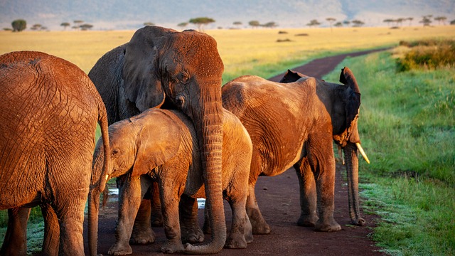 Samburu National Reserve