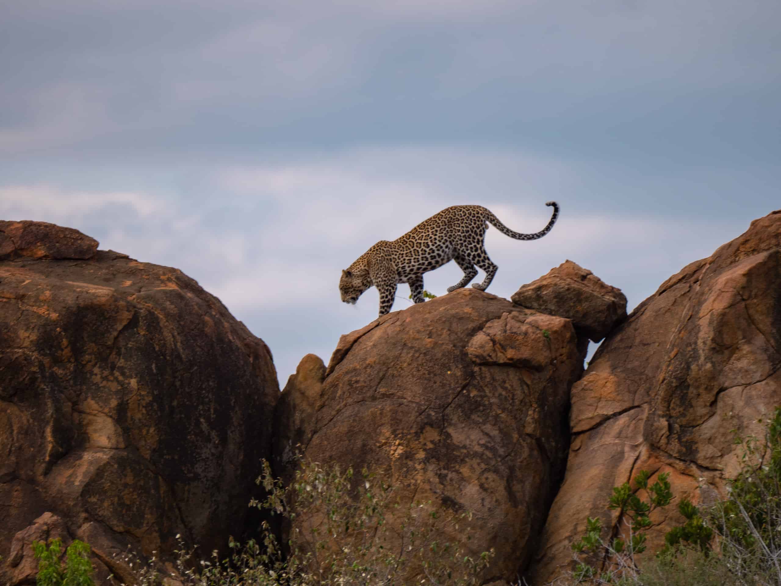 Tsavo West National Park